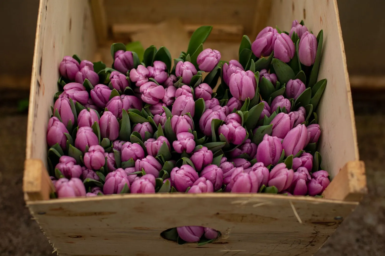 Flowers and Plants