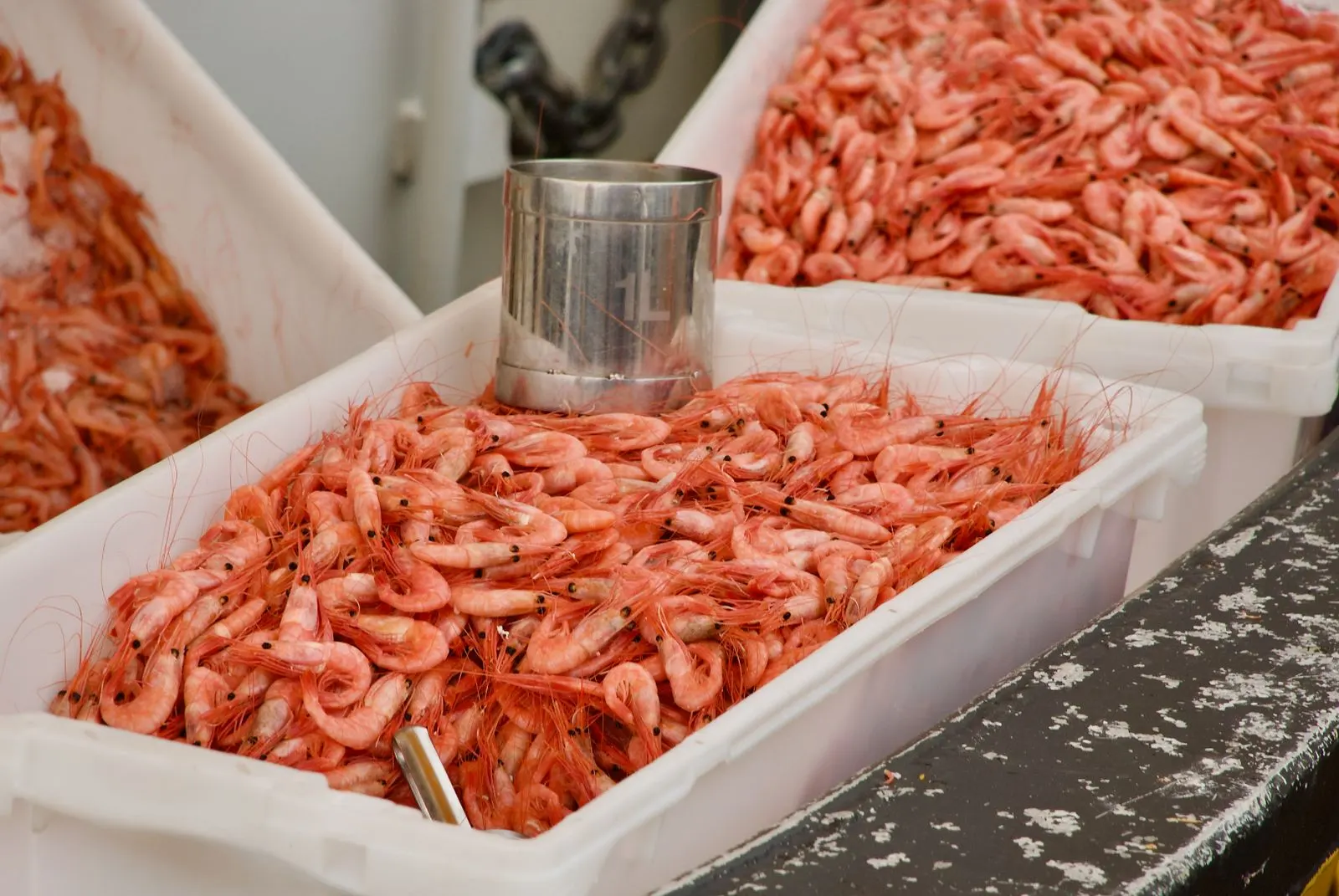Seafood